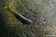 Culcita novaeguineae Periclimenes-soror-Komodo BetheHem3-17m-20160803-Denis-ADER-DSC_9286_tn